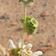 Ballota Undulata