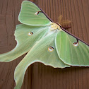 Luna Moth