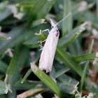 Crambid snout moths