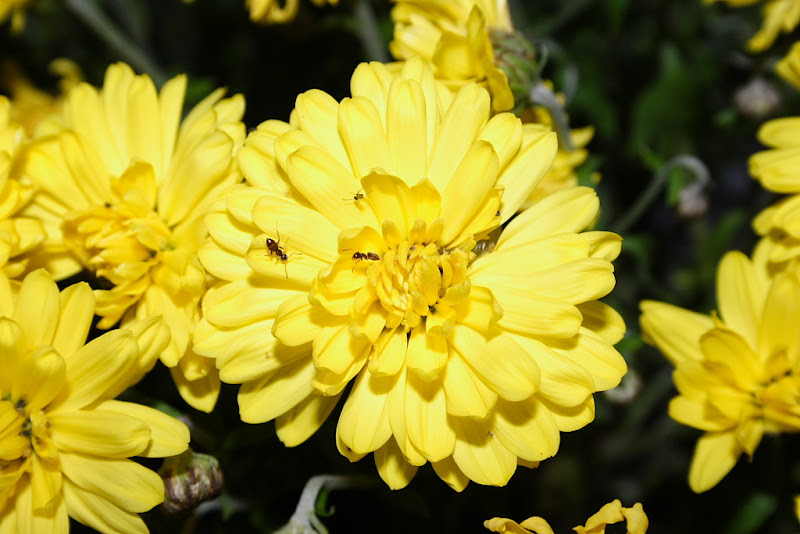 IMAGE: http://lh5.ggpht.com/stephen.wampler/RTbDaa35ABI/AAAAAAAABn8/QbUC-p4l0B4/s800/Flowers%20-%200007.JPG