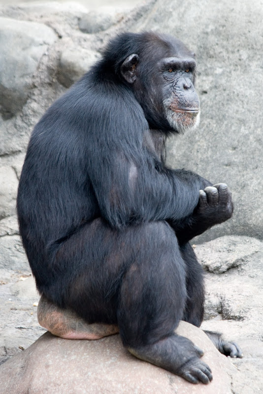 IMAGE: http://lh5.ggpht.com/stephen.wampler/RmIu7BRGYHI/AAAAAAAAKuI/T6lFbfKPaTs/s800/IMG_2498.jpg