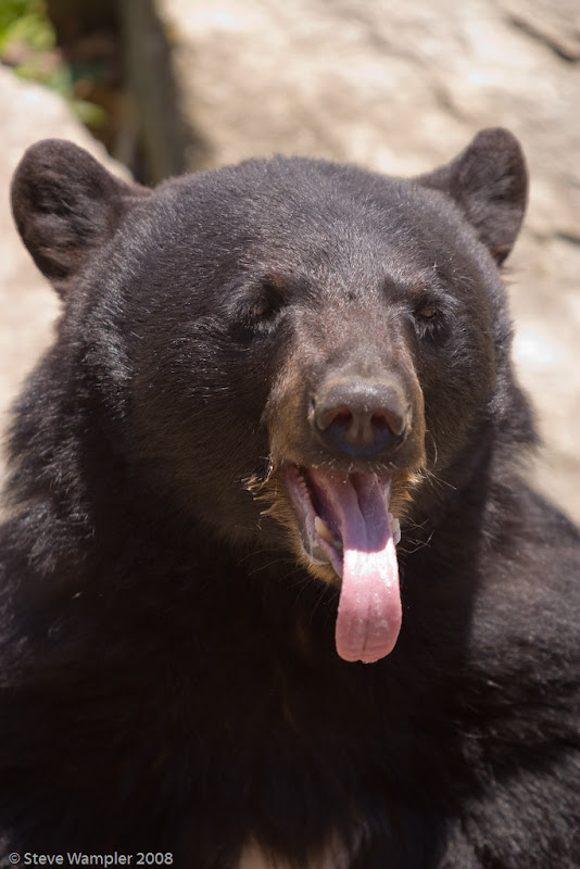 IMAGE: http://lh5.ggpht.com/stephen.wampler/SDzL8r2utNI/AAAAAAAAXls/mWJYzo1DSN0/s800/IMG_3331.jpg