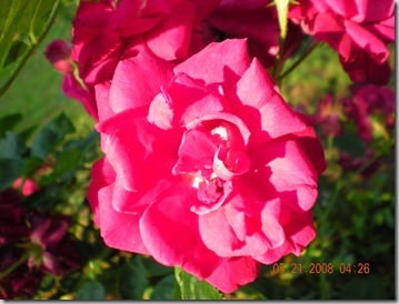 summer 2008 005