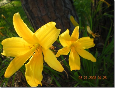 summer 2008 006