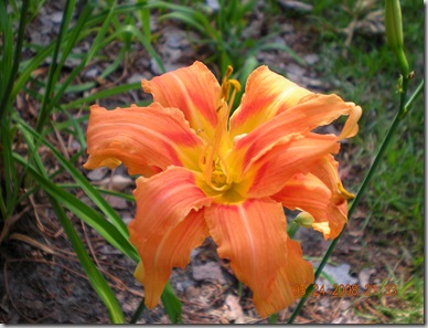 summer flowers 2008 016
