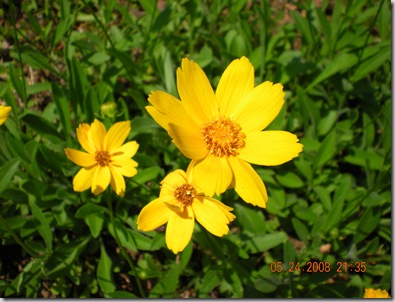 summer flowers 2008 020