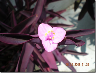 summer flowers 2008 021