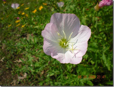 summer flowers 2008 032