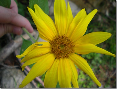 summer flowers 2008 044