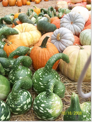 pumpkin patch 2008 005
