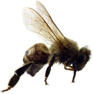 [bee[4].jpg]