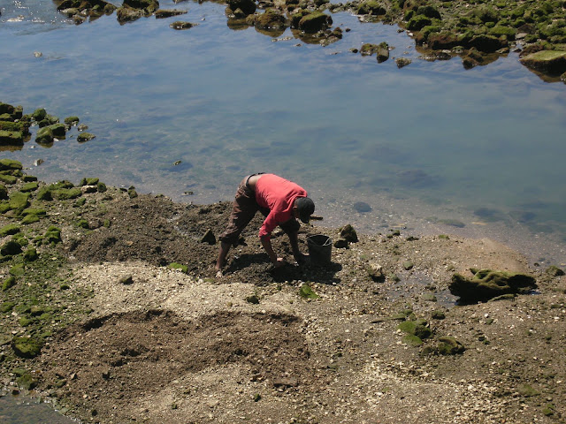 Finding the clams for the restaurant tables is back breaking work