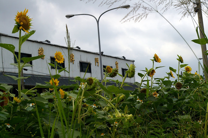 中壢民生路 - 路旁的向日葵