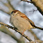 House Sparrow