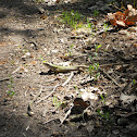 Lizard