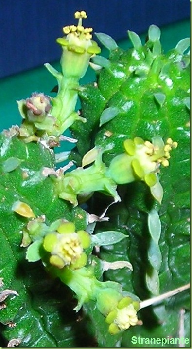 Euphorbia mammillaris fiori