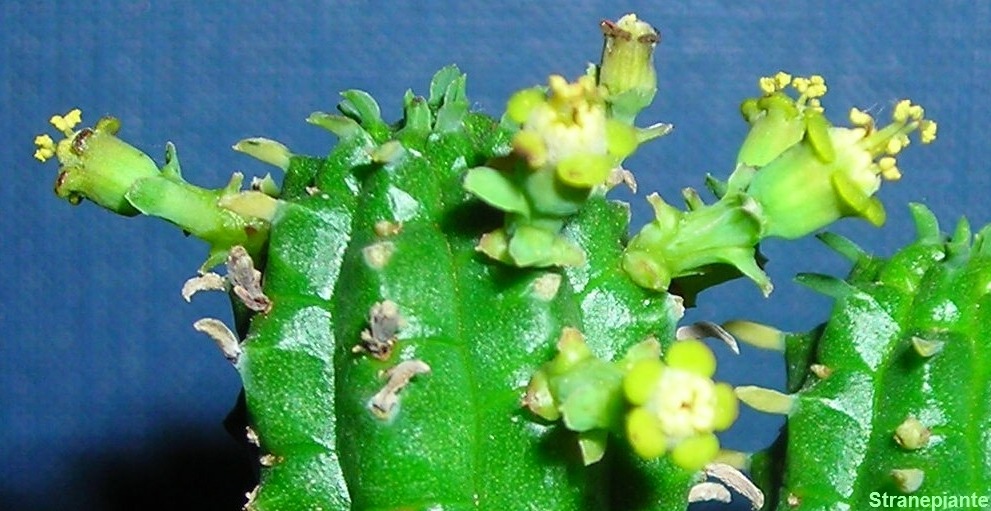[Euphorbia mammillaris fiore sfocato[3].jpg]
