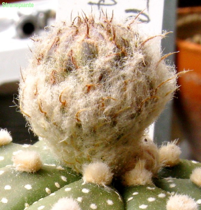 [Astrophytum asterias bocciolo pianta[4].jpg]