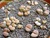 Lithops 2 mix 7 tipi sasso vivente