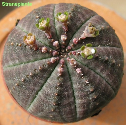 [Euphorbiaobesa2[1].jpg]