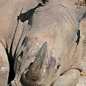White rhinoceros