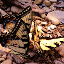 Eastern Tiger Swallowtail
