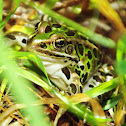 Northern Leopard Frog