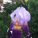 Bearded Iris