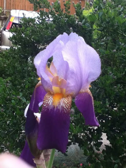 Spotting Image 1