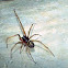House Spider