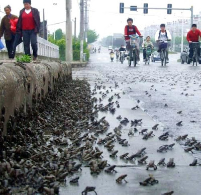 2008年5月9日江苏泰州数万小蟾蜍排队过马路