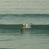 Surf