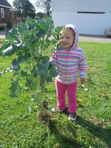 [DSC01422 M broccoli[4].jpg]