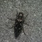 Wood borer