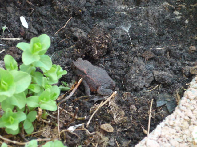 Gewone pad (bufo bufo)