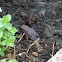 Gewone pad (bufo bufo)