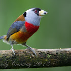 Toucan Barbet