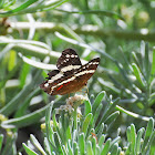Banded Peacock