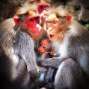 Bonnet Macaque