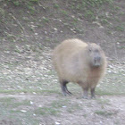Carpincho