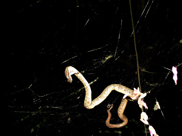 Eyelash Viper in spider web