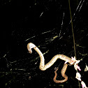 Eyelash Viper in spider web..