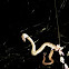 Eyelash Viper in spider web..