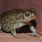 Sonoran Desert toad