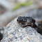 Pristimantis philippi
