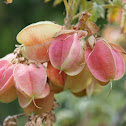 Honey Flower