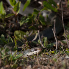 Everglades Racer