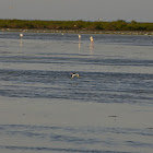 Eurasian Oystercatcher