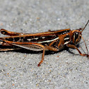 American bird grasshopper