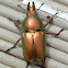 Golden staghorn beetle (Lamprima aurata)